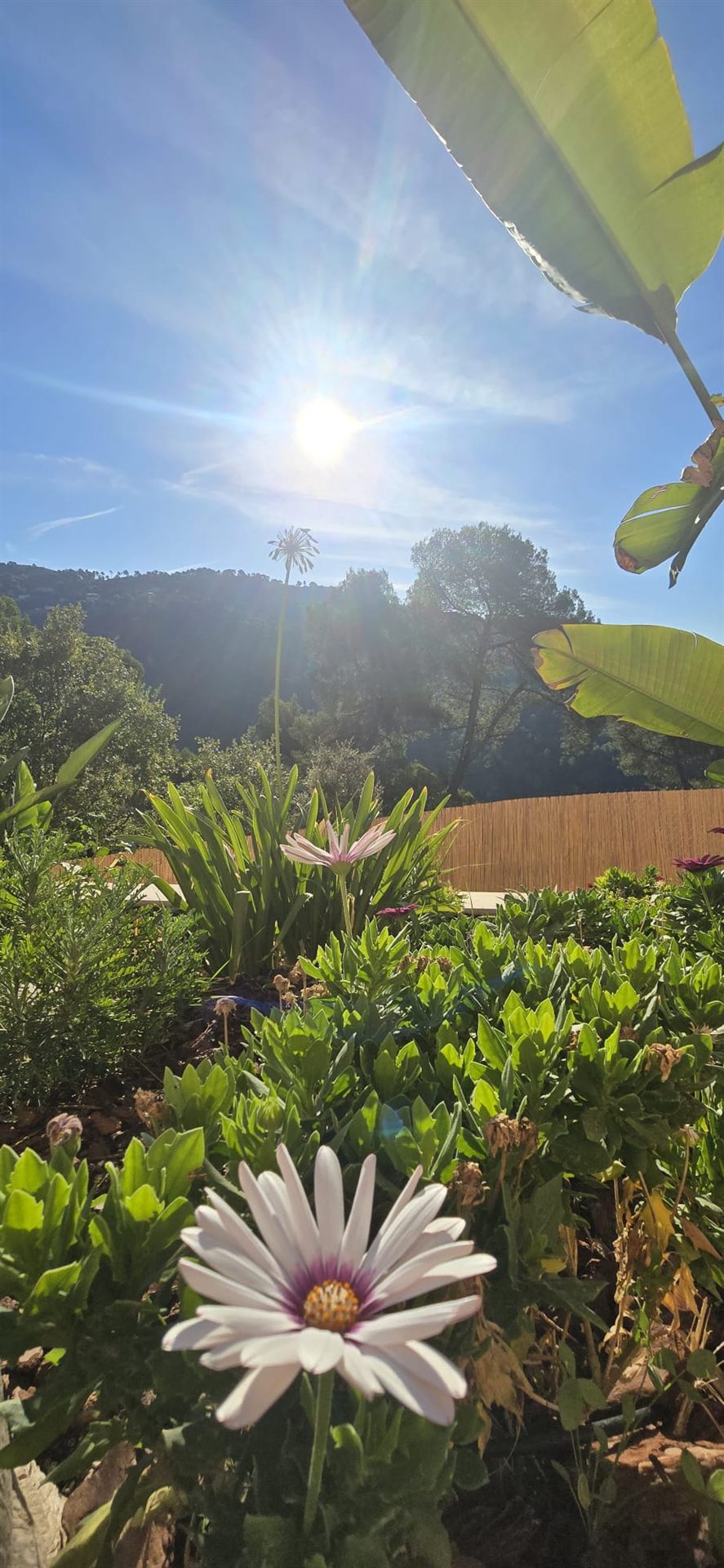 Les fleurs du jardin de la Villa Gorgetta au soleil du matin