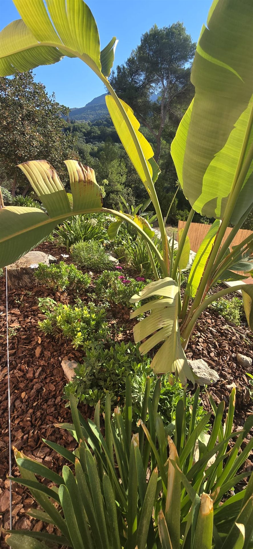 Le jardin fleuri et la vallée